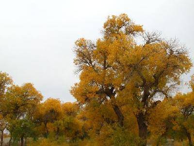 20071071081668074[1]