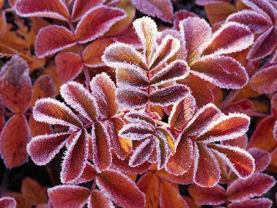 winter lea