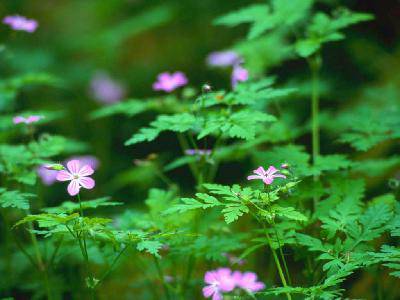 forest flo