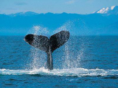 humpback w