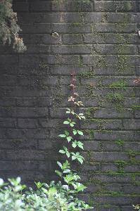 ɳ