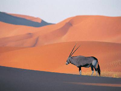 oryx antel