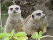 images[54].