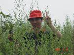 ͳ(BUSH)
