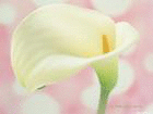 ֲ