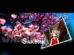 鷨