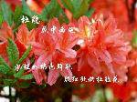ž黨