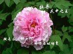 ĵ