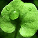 ¶