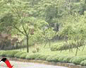 Ƭ