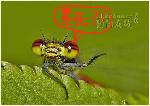 С