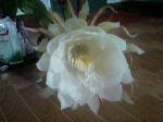 IMG0382A