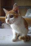 mykitten