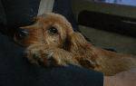 mypuppy