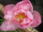 DSCF2075