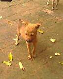 IMG0258A