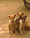 IMG0261A