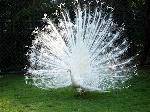 ٻӰ