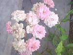 IMG0124A