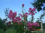 showimg3