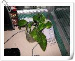 nEO_IMG_IMG_0275
