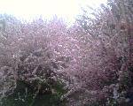 IMG0099A