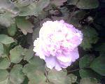 IMG0115A