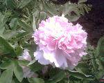 IMG0119A