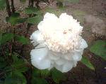 IMG0116A