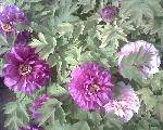 IMG0120A