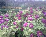 IMG0117A
