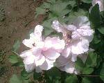 IMG0123A