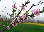 2009041307330807