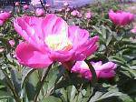 IMG0002A