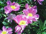 IMG0174A