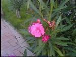 IMG0985A