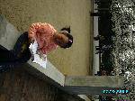 ҵţ
