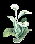 uu