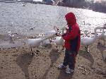 Ժι-FeedtheSwans