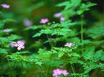ForestFlowers
