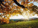 AutumnLeaves