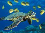 GreenSeaTurtle