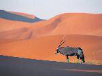 OryxAntelope