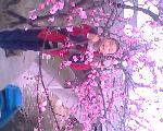 IMG0194A