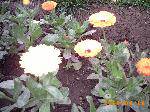 Ƭ008