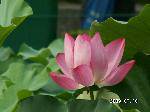 PICT3917