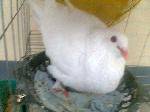 ʾ