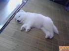 ˯ϯϵĸо