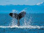 HumpbackWhale