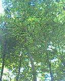 IMG0455A